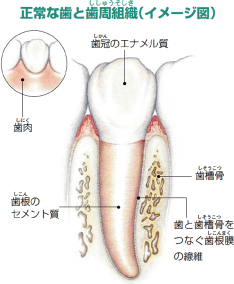 正常な歯と歯周組織（イメージ図）